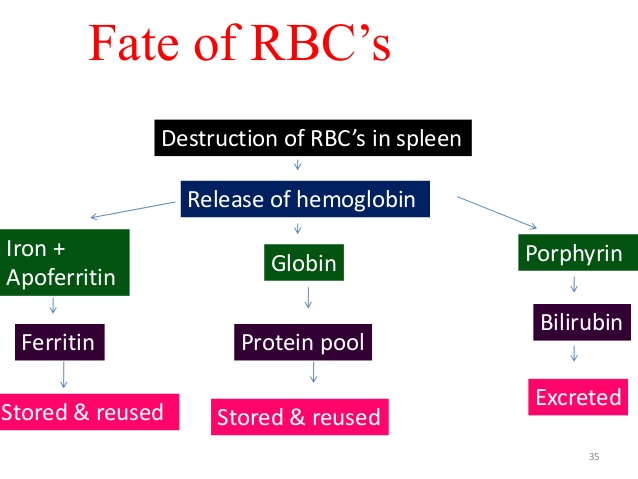 W.B.C.S. Examination Notes On- FATE OF THE RED BLOOD CELLS – Medical Science Notes.