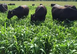 Agriculture Notes On – Forage Crops – For W.B.C.S. Examination.