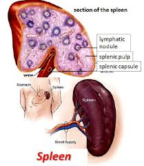 Splenomegaly – Medical Science Notes – For W.B.C.S. Examination.