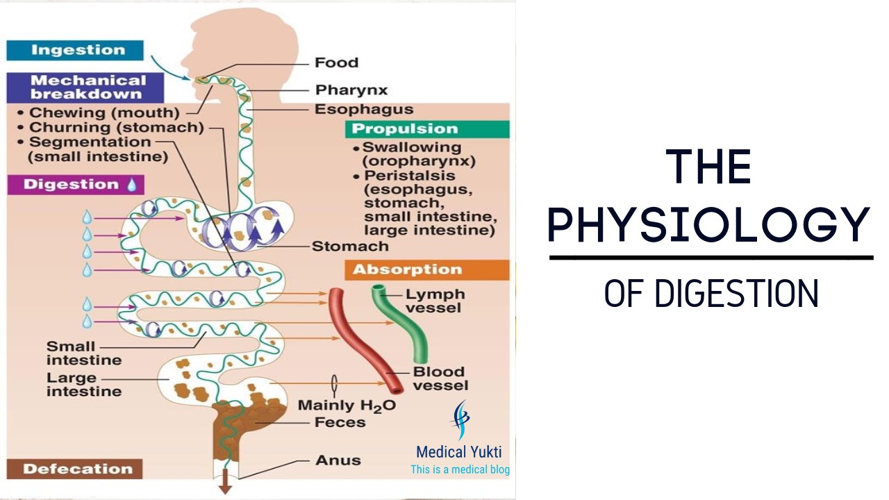 WBCS 2017 Main Exam Optional Physiology Question Paper