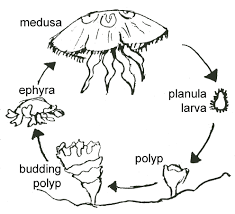 Life History Of Aurelia – Zoology Notes – For W.B.C.S. Examination.