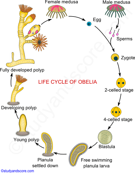 W.B.C.S. Examination Notes On – Life Cycle Of Obelia – Zoology Notes.