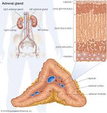 W.B.C.S. Main 2018 Question Answer – Zoology – Histological Structure Of The Adrenal Cortex.