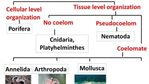 WBCS Biology - Classification Of Organisms - Notes IMAGE