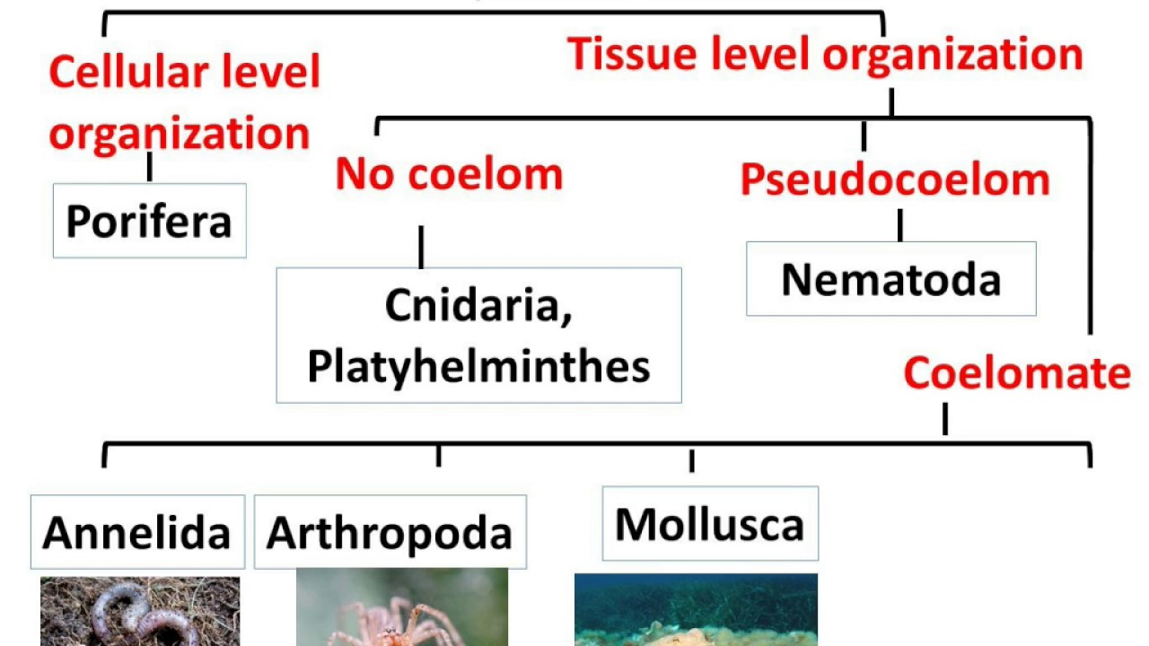 Biology – Classification Of Organisms – Notes For W.B.C.S. Examination.