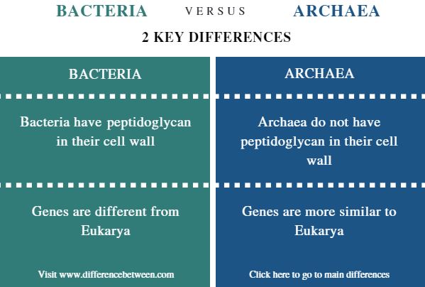 Difference Between Archaea And Bacteria – Botany Notes – For W.B.C.S. Examination.