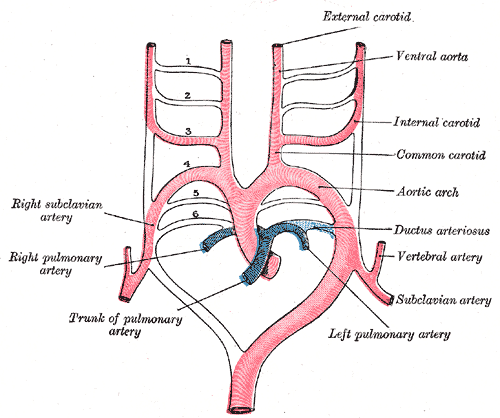 W.B.C.S. Main 2018 Question Answer – Zoology – Aortic Arches of Teleost.