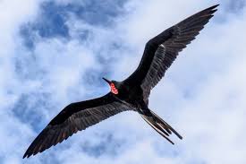 WBCS Aerodynamics In Birds Flight - Zoology Notes IMAGE