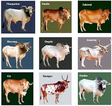 W.B.C.S. Examination Notes On – Various Indigenous Breeds Of Livestock – Animal Husbandry And Veterinary Science.