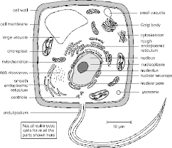 Ultrastructure Of Cell – Botany Notes – For W.B.C.S. Examination.