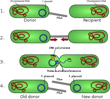 Zoology Notes – For W.B.C.S. Examination – Conjugation In Ciliates.