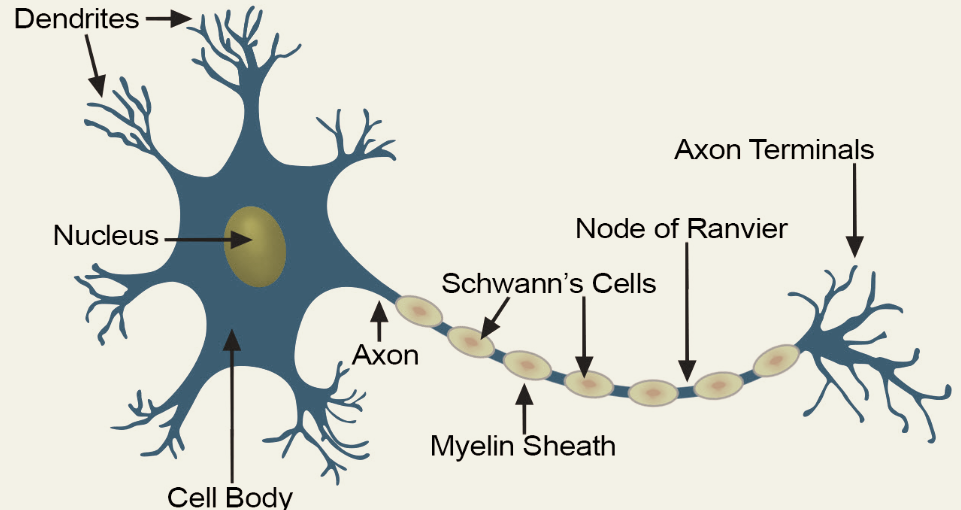 Biology – Control and Coordination – Notes For W.B.C.S Examination.