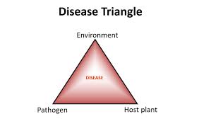 Botany Notes – W.B.C.S. Examination – The Disease Triangle.