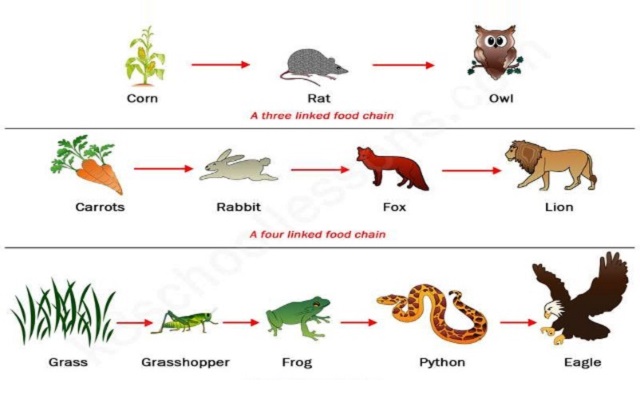 Food Chain  – Notes On Biology – For W.B.C.S. Examination.