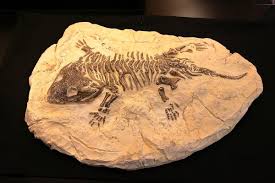 Importance Of Fossils – Zoology Notes – For W.B.C.S. Examination.
