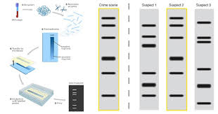Genetic Fingerprinting – Biology Notes – For W.B.C.S. Examination.