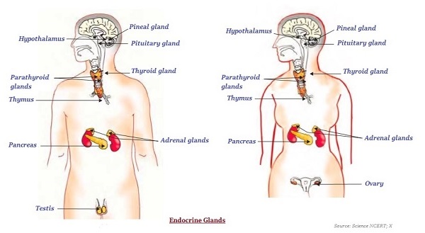 Biology – Hormones In Animal – Notes For W.B.C.S. Examination.