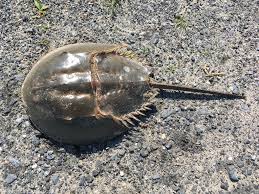 Limulus – ZOOLOGY Notes – For W.B.C.S. Examination.