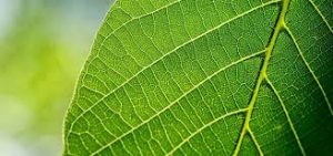 WBCS Biology - The Plant Leaf - Notes IMAGE