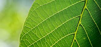 Biology – The Plant Leaf – Notes For W.B.C.S. Examination.