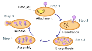 Botany Notes – For W.B.C.S. Examination – Lytic cycle.