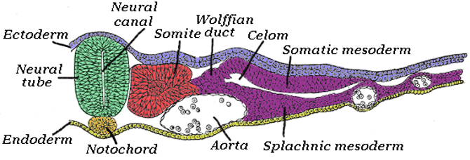 W.B.C.S. Main 2018 Question Answer – Zoology – Notochord.