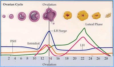 W.B.C.S. Main 2018 Question Answer – Physiology – Spontaneous Ovulation.