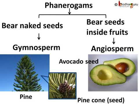 Phanerogams – Botany Notes – For W.B.C.S. Examination.