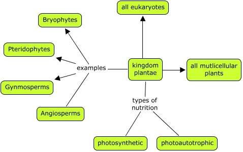 Biology – Plantae Kingdom – General Science Notes – For W.B.C.S Examination.