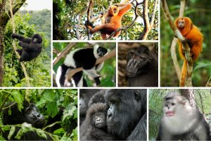 WBCS Characteristics Of Primates - Anthropology Notes IMAGE