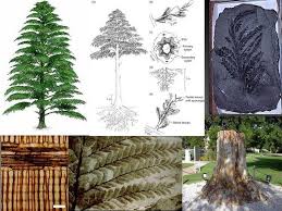 Progymnosperms – Botany Notes – For W.B.C.S. Examination.