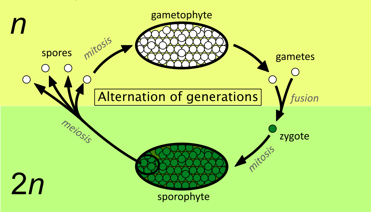 Botany Notes – Evolution Of Sporophytes – For W.B.C.S. Examination.
