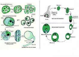 Megasporogenesis – Botany Notes – For W.B.C.S. Examination.