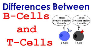 T & B Cell Cooperation – Zoology Notes – For W.B.C.S. Examination.