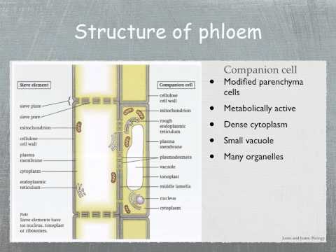 Structure Of Phloem Cells – Agriculture Notes – For W.B.C.S. Examination.