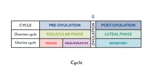 WBCS Physiology - Phases Of Menstrual cycle IMAGE