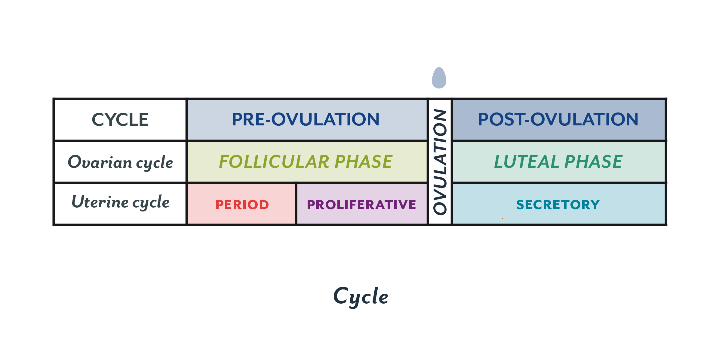 W.B.C.S. Main 2018 Question Answer – Physiology – Phases Of Menstrual cycle.