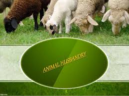 Animal Husbandry And Veterinary Science Optional Pros And Cons – For IAS Main Examination.