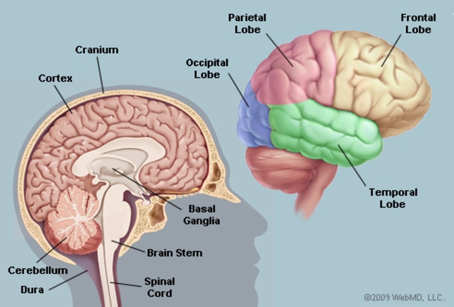 Biology – Human Brain – Notes For W.B.C.S. Examination.