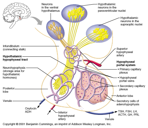 W.B.C.S. Main 2018 Question Answer – Physiology – Hypothalamic Releasing Factors.