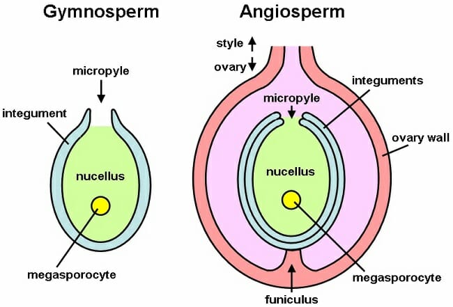 Botany Notes On – Ovule – Structure And Forms – For W.B.C.S. Examination.