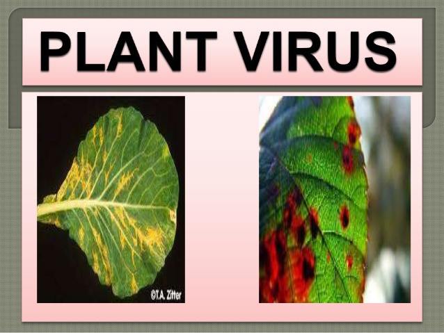 Botany Notes On – Plant Viruses – For W.B.C.S. Examination.