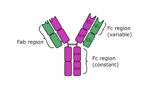 General Science Notes On – Biology – Immunoglobulin – For W.B.C.S. Examination.