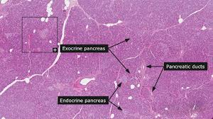 Histology Of Pancreas – Zoology Notes – For W.B.C.S. Examination.