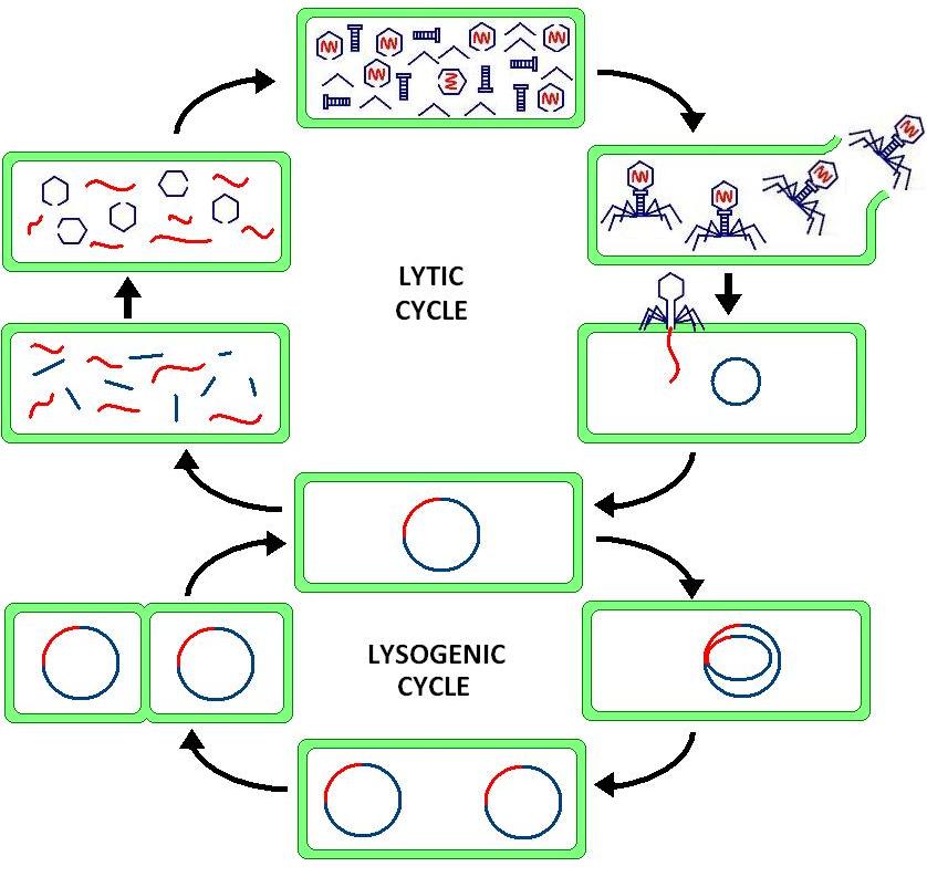 Lysogenic Cycle – Botany Notes – For W.B.C.S. Examination.