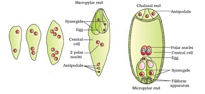 Megasporogenesis  – Botany Notes – For W.B.C.S. Examination.