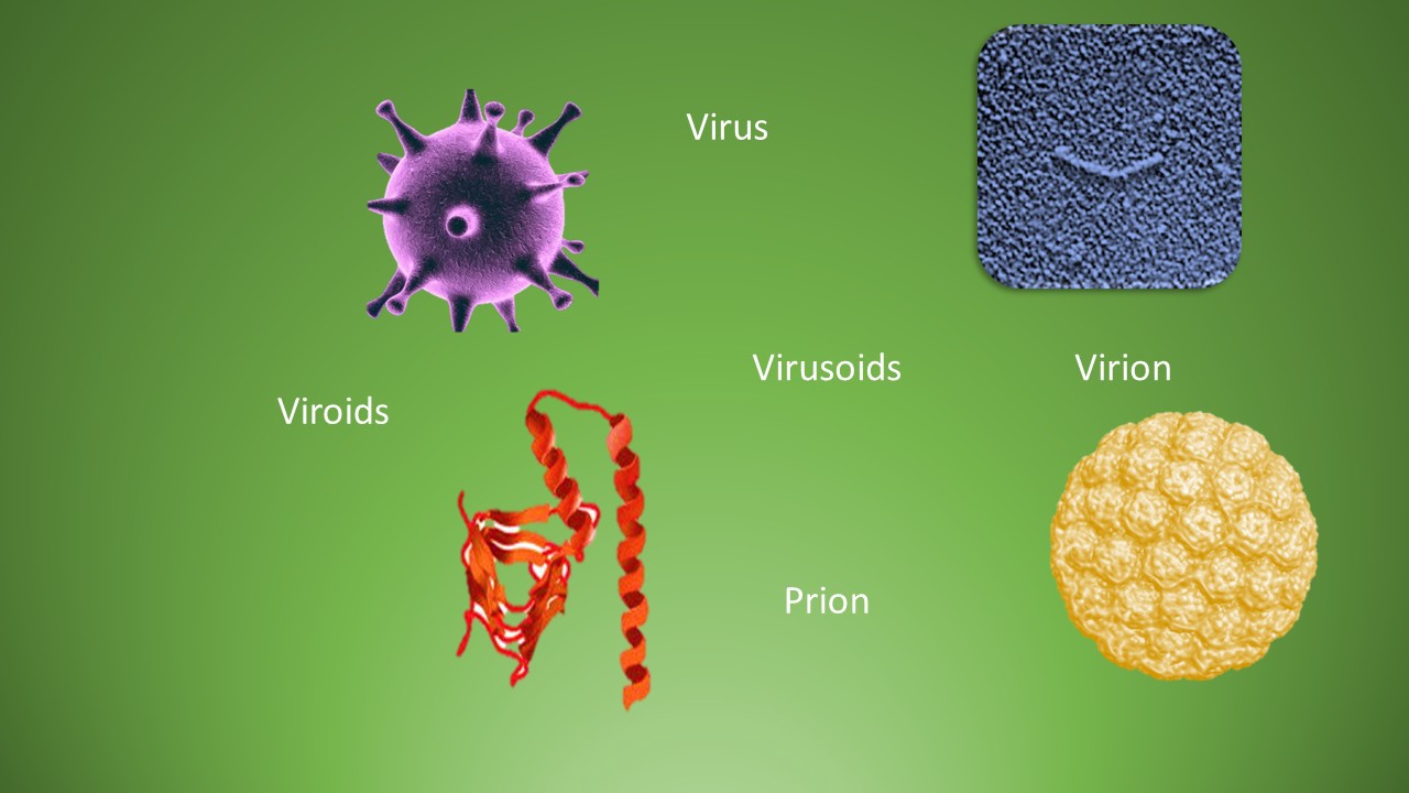 Viroids – Virusoids – Prions – Botany Notes – For W.B.C.S. Examination.