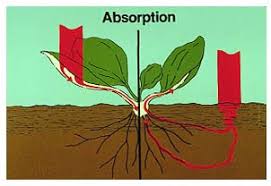 W.B.C.S. Examination Notes On – Absorption Of Water In Plants – Agriculture Notes.