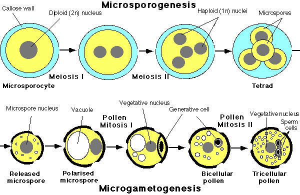 W.B.C.S. Examination Notes On – Microsporogenesis – Botany Notes.