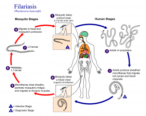 Zoology-Notes-On-–-Filariasis-–-For-W.B.C.S.-Examination